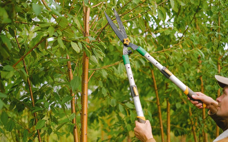 Tree trimming in Chemult, OR
